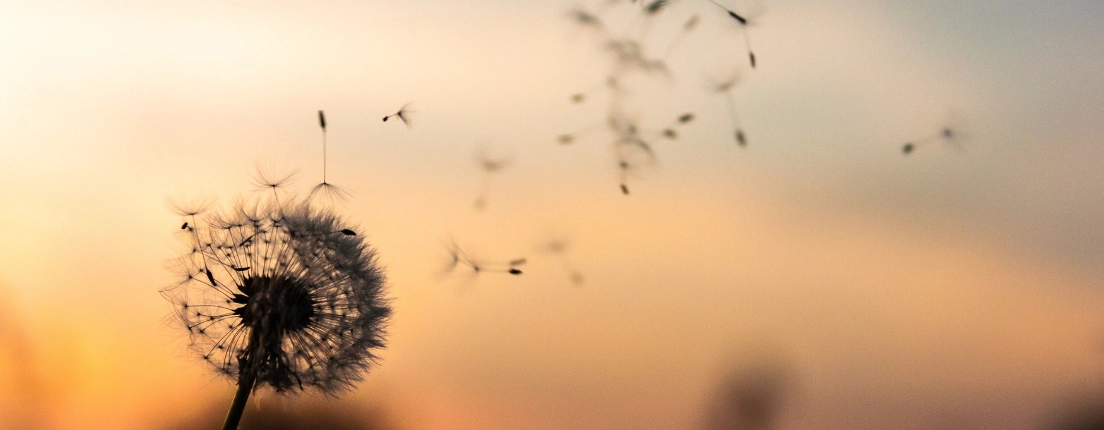 Coaching with Joy kan jou ondersteunen bij jouw proces van personen en of negatieve ervaringen loslaten.