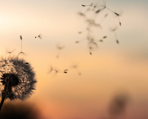 Coaching with Joy kan jou ondersteunen bij jouw proces van personen en of negatieve ervaringen loslaten.